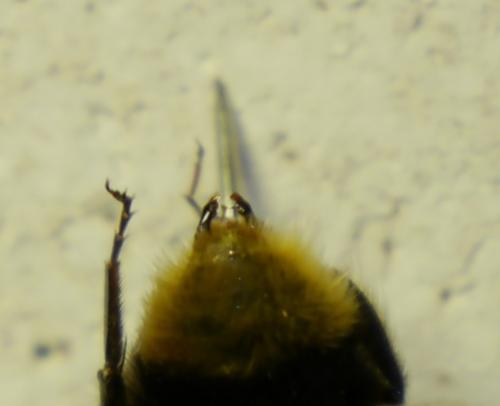 Bombus sp.