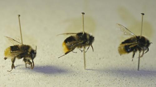 Bombus sp.