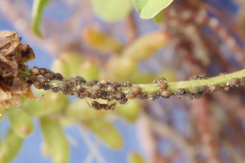 Aphidiinae
