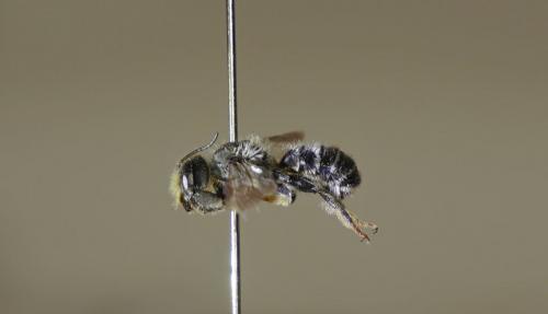 Megachile ericetorum