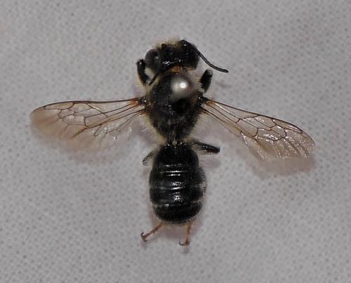 Megachile ericetorum