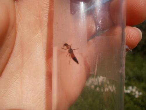 Paederus sp.