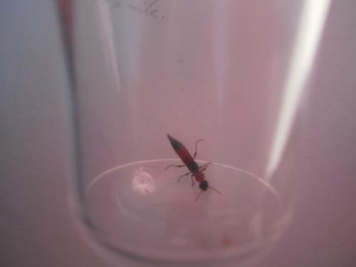 Paederus sp.