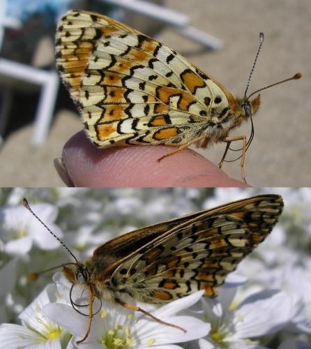 Melitaea cinxia