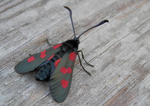 Réf. 129 702 : Zygaena trifolii