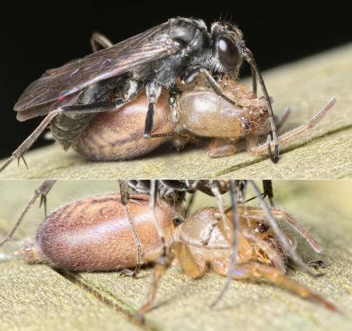 Clubiona corticalis