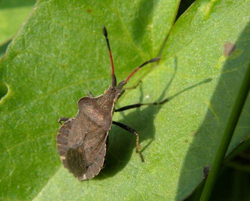 Réf. 129 133 : Enoplops scapha