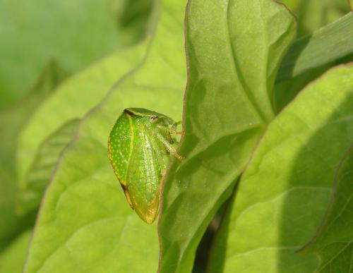 Réf. 129 560 : Stictocephala bisonia