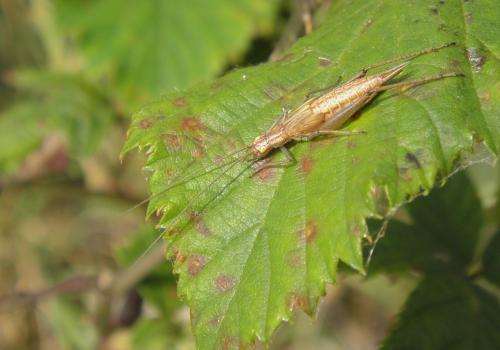 Réf. 129 927 : Oecanthus pellucens pellucens