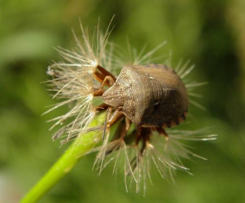 Eurygaster testudinaria