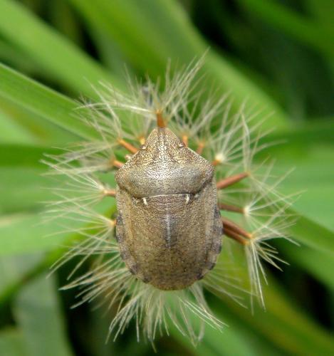 Réf. 129 191 : Eurygaster testudinaria