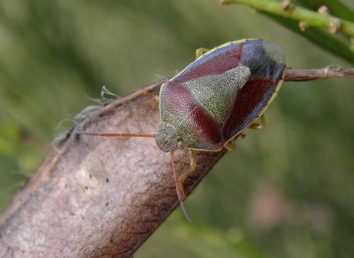 Réf. 129 382 : Piezodorus lituratus