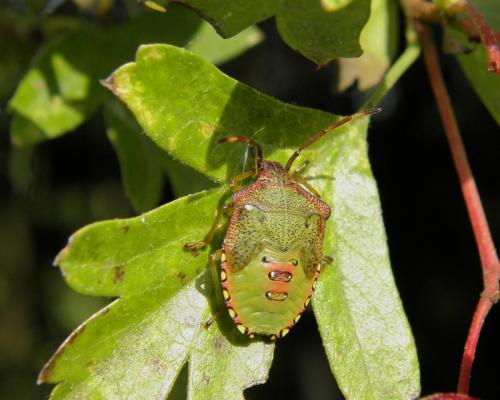 Réf. 129 132 : Acanthosoma haemorrhoidale