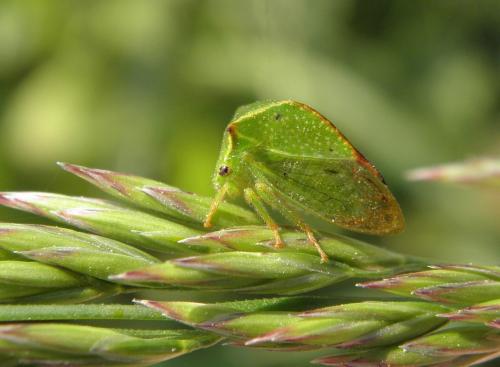 Réf. 129 559 : Stictocephala bisonia