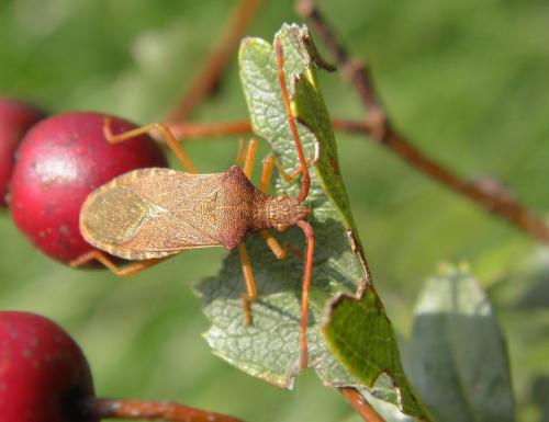 Gonocerus acuteangulatus