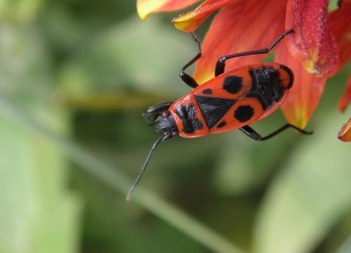 Réf. 129 454 : Pyrrhocoris apterus