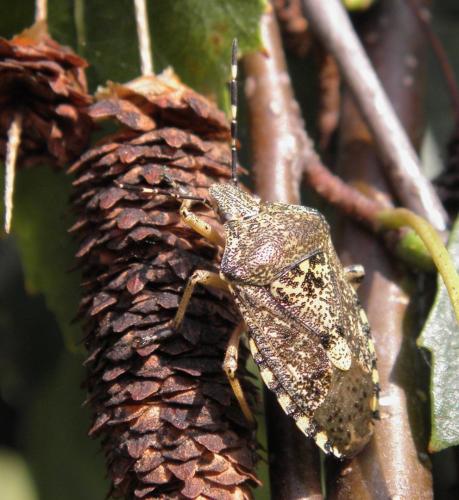 Rhaphigaster nebulosa