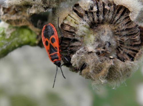 Pyrrhocoris apterus