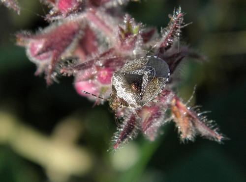 Stagonomus venustissimus