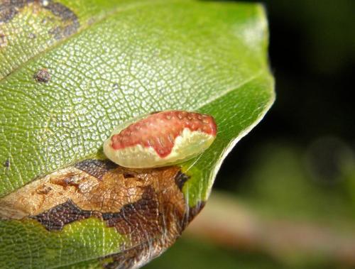 Heterogenea asella