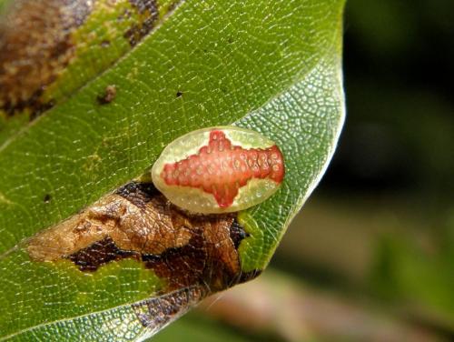 Heterogenea asella