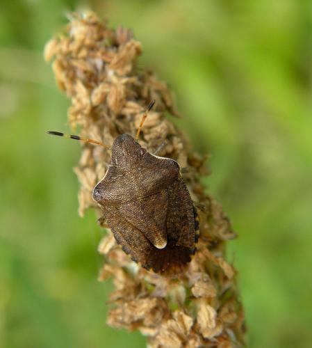 Réf. 129 026 : Peribalus strictus vernalis