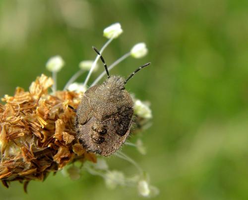 Réf. 129 401 : Dolycoris baccarum