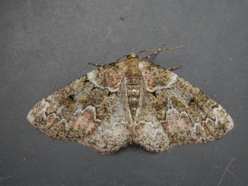 Cleorodes lichenaria