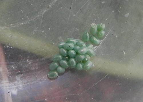 Réf. 129 090 : Cleorodes lichenaria