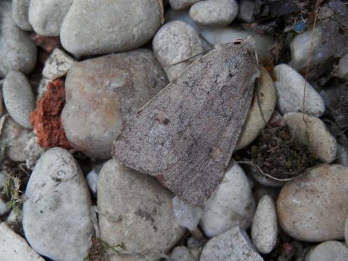 Xestia castanea