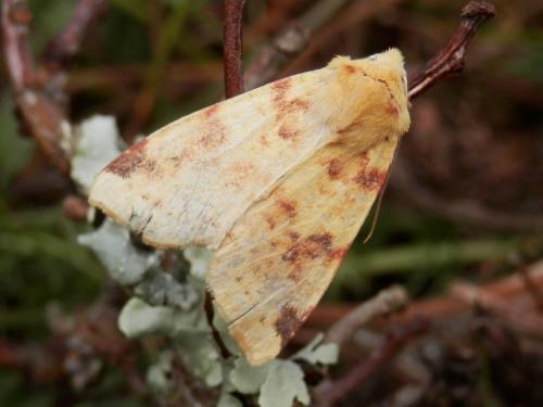 Réf. 129 135 : Xanthia icteritia