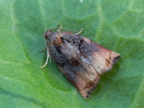 Réf. 129 243 : Archips podana
