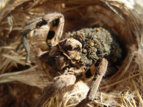 Lycosa tarantula