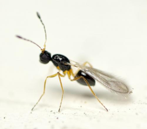Stephanodes similis