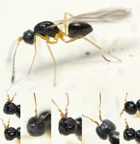 Stephanodes similis