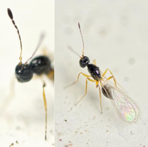 Stephanodes similis