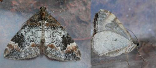 Réf. 129 578 : Dysstroma truncata