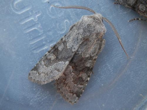 Réf. 129 618 : Aporophyla lueneburgensis
