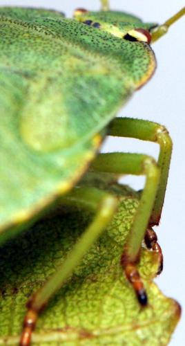 Réf. 129 568 : Palomena viridissima