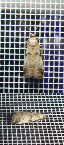 Acrobasis fallouella