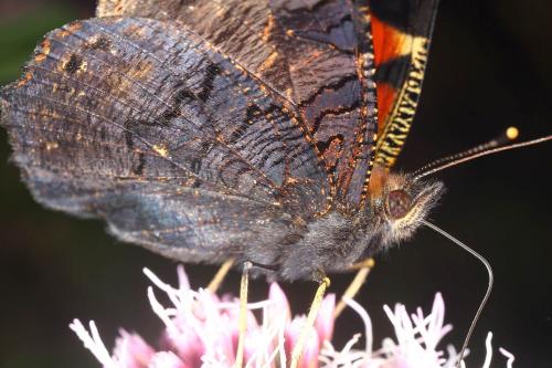 Réf. 129 261 : Aglais io