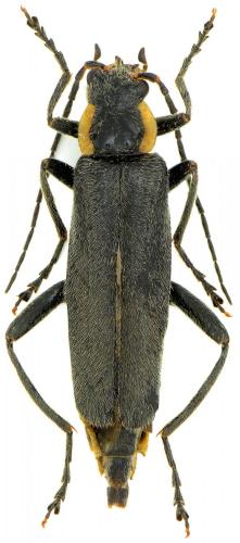 Réf. 129 399 : Cantharis paradoxa