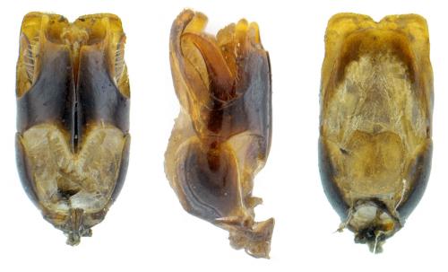 Réf. 129 495 : Cantharis paradoxa