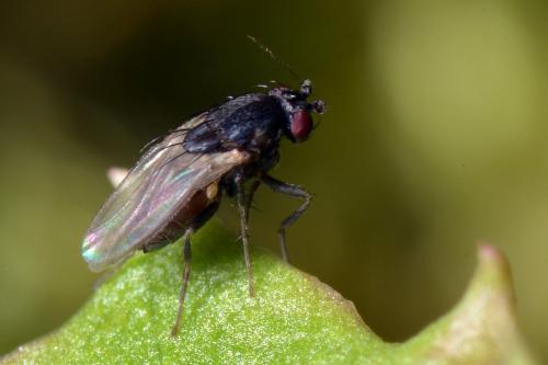 Leptocera sp.