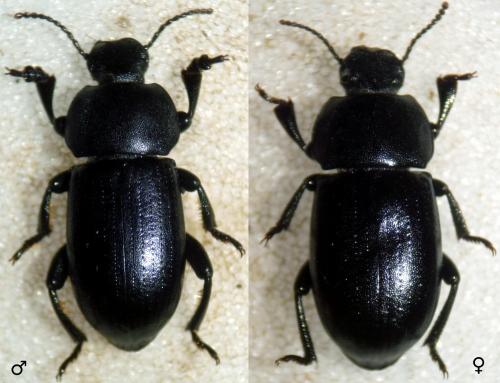Réf. 129 588 : Phylan intermedius