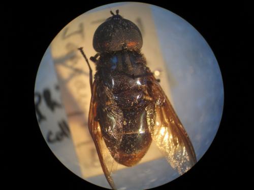 Réf. 129 991 : Axona chalcopyga