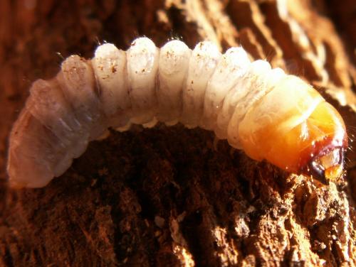 Réf. 129 217 : Rhagium bifasciatum