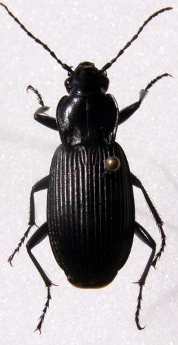 Pterostichus niger