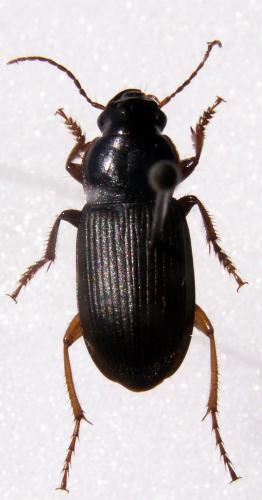 Réf. 129 251 : Pseudoophonus rufipes