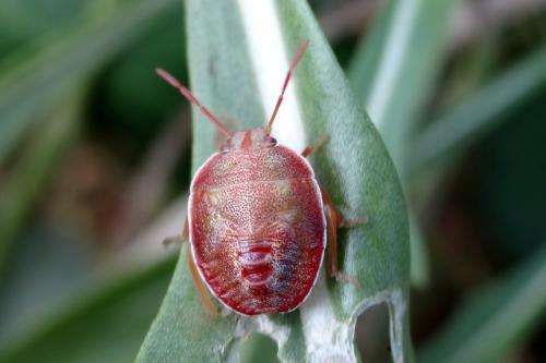 Réf. 129 164 : Piezodorus lituratus